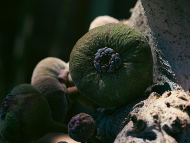 Pourquoi intégrer les figues de septembre peut transformer votre santé ?